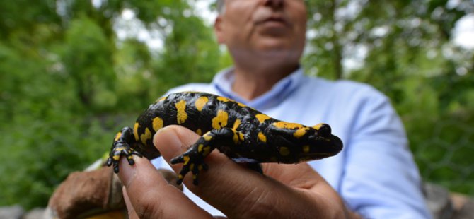 Dersim’de "Lekeli Semender" arandı