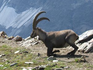 Çevrecilerden yetkililere yaban hayatı çağrısı