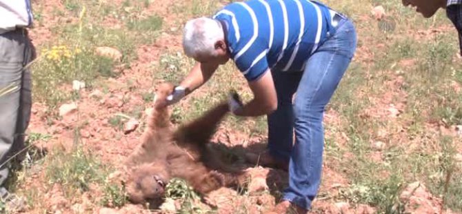 Dersim’de, yavru ayı arazide ölü bulundu