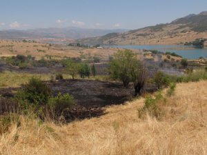 Dersim’de yangın ağaçlara zarar verdi