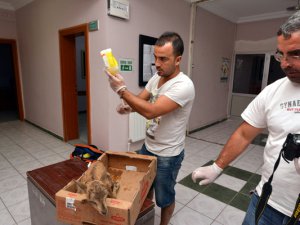 Dağ keçisi yavrusu tedaviye alındı