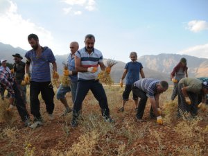 Komünist Belediye hasada başladı