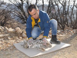 Yaralı bulunan vaşak tedavi altına alındı