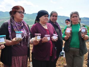 Dersim Belediyesi yerli tohum üretecek