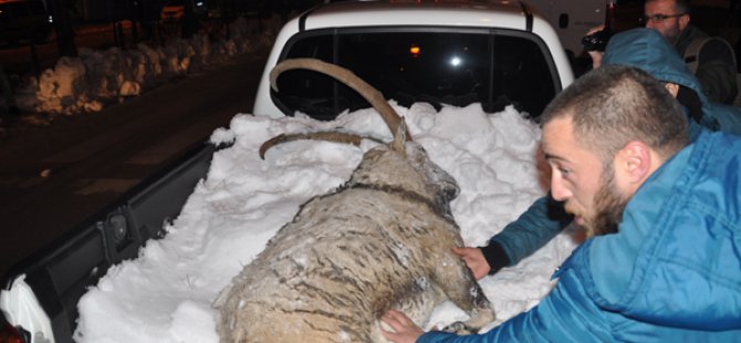 Tunceli'de kaçak avlanma