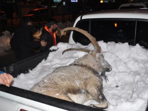 Tunceli'de kaçak avlanma