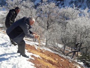 Yaban hayvanları için doğaya yem bırakıldı