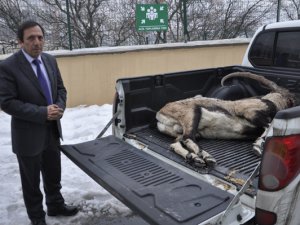 Bir dağ keçisi daha avcıların kurbanı oldu