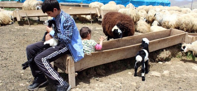 Hayvan Otlatırken Test Çözdü, 2. Oldu