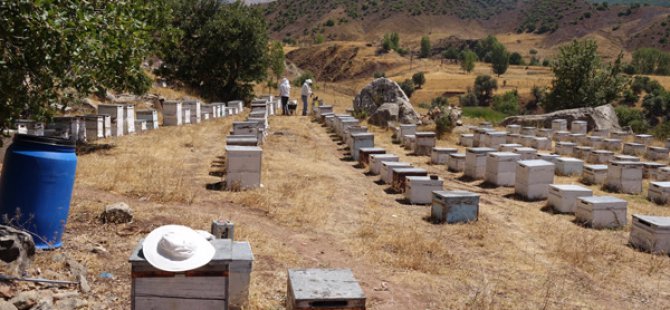 Dersim'de bal sağımı zamanı