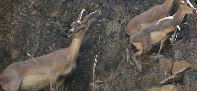 Dersim'de doğal hayat tehdit altında