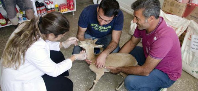 Yaralı dağ keçisine vatandaşlar sahip çıktı