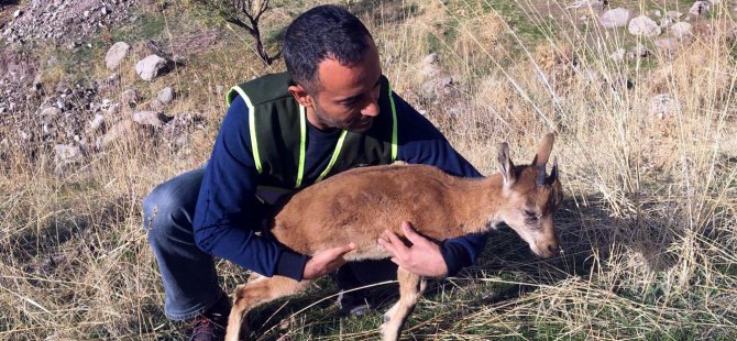 Yavru dağ keçisi, doğal ortamına bırakıldı