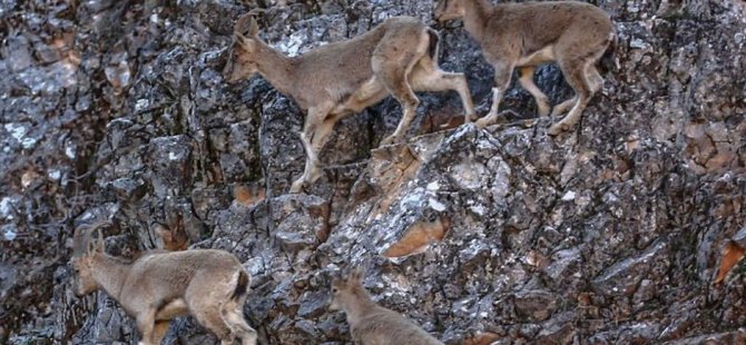 Milletvekili Erol, dağ keçisi ölümlerinin incelenmesini istedi