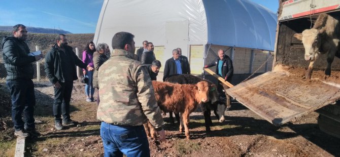 Genç çiftçilere büyükbaş hayvan desteği sürüyor