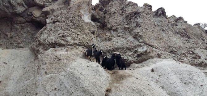 Kayalıklarda mahsur kalan oğlaklar kurtarıldı