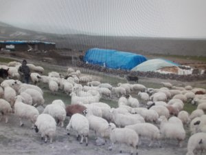 Sürü sahipleri zorlu kışa hazırlanıyor