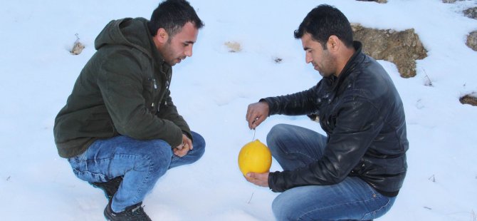 Kavunu samanda saklayıp kışın tüketiyorlar