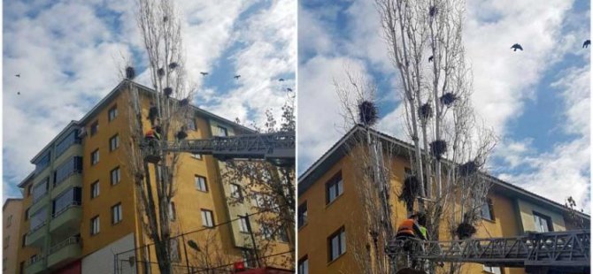 Kuş yuvalarına rağmen kavak ağacı kesildi