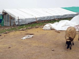 Koyunlar birbirini ezdi: 14 koyun telef oldu