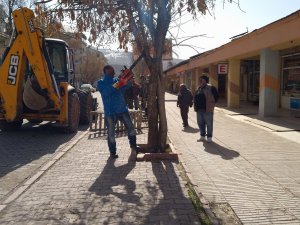 Ağaç bakım ve budama çalışmaları başladı