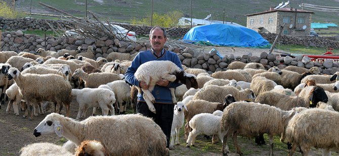 6 bin lira maaşla çalışacak çoban bulunamıyor