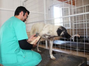 Bacakları kırık 8 köpek tedavi altına alındı