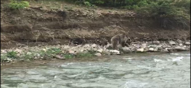 Anne ayı ve yavruları böyle görüntülendi VİDEO HABER