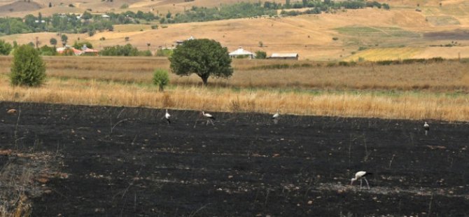 Buğday ve Arpa ekili alanda yangın