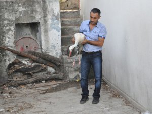 Yaralı leylek tedavi altına alındı