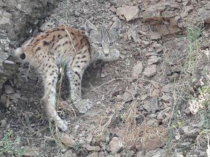 Vaşak bu kez Bingöl'de görüntülendi