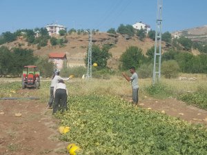 Mardinli iki kız kardeş tarım yaparak geçimlerini sağlıyor