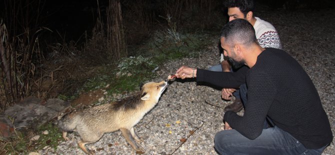 Aç kalan tilkiyi tesis sahibi besliyor