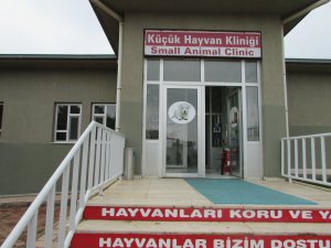 Hozat Belediyesi sokak hayvanlarını tedavi ediyor