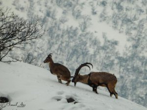 Yaban hayatından belgesellik görüntüler