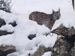 Vaşak, avladığı tilkiyi yerken görüntülendi