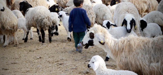 Çemişgezek’te koyun ve kuzuların renkli buluşması