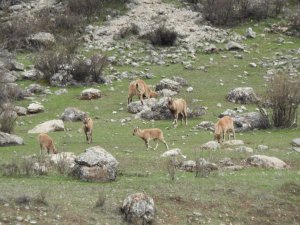 Bahar geldi, dağ keçileri ortaya çıktı