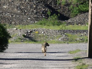 Kurtlar karayoluna indi