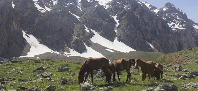 Bahar geldi, atlar doğaya çıktı