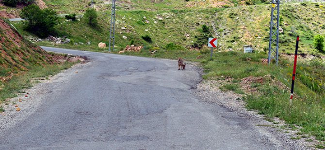 Yiyecek arayan yaban keçileri yola indi