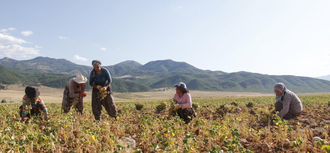 Sofraların "kuru"sunun hasadı başladı