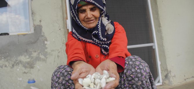 "Kenger sakızı" geçim kaynağı oldu