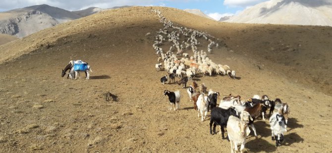 Sürülerin, günler süren dönüş yolculuğu başladı