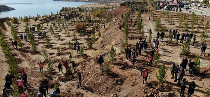 230 bin fidan toprakla buluşturuldu