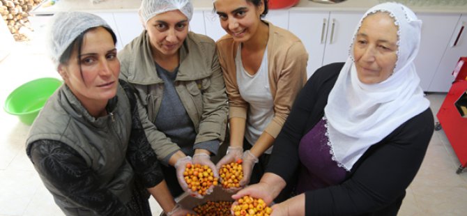 Köyde kadınlar imalathane kurdu, doğal meyvelerle üretime başladı