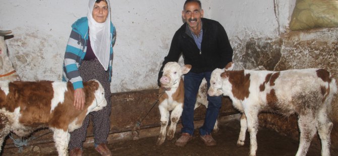 Besicinin yüzü "üçüz" buzağı ile güldü