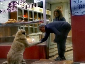 Köpeğin fırında ekmek nöbeti