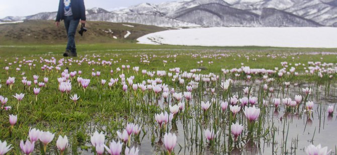 Baharın müjdecisi kardelenler doğayı süsledi