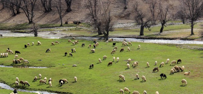 Munzur Dağları arasındaki Ovacık'ta meralar sürülerle şenlendi